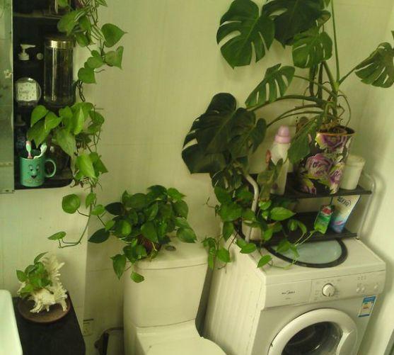 家里養花放在廁所好嗎