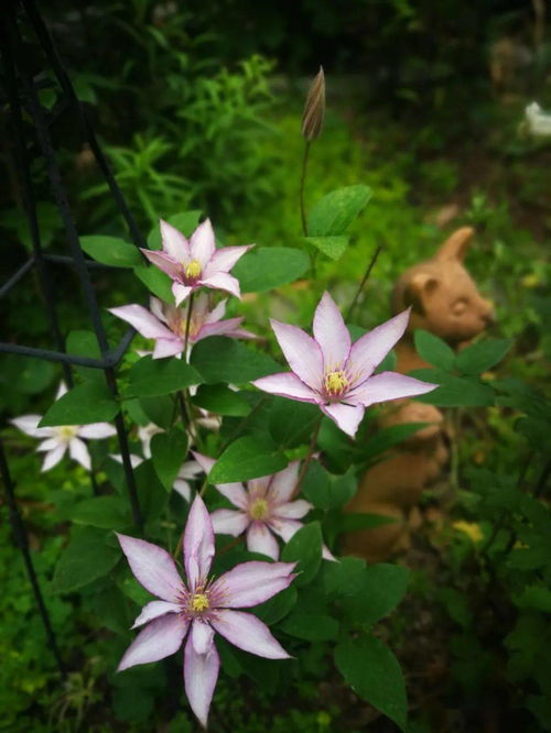 養花就是養心意思