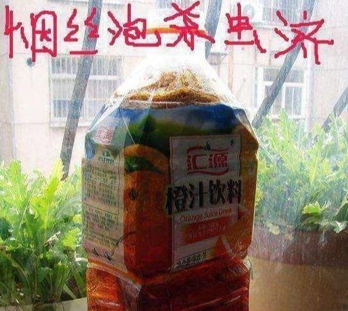 家中養花草有小飛蠅怎么辦