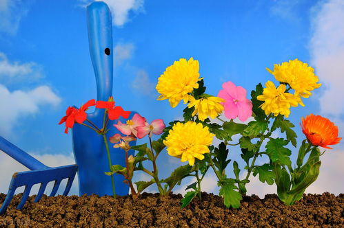 寫(xiě)一篇養花總結