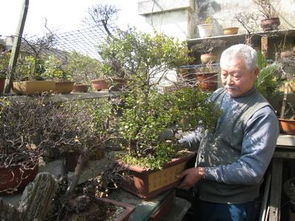 木灰能養花嗎