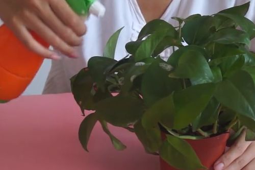 養花長(cháng)小白蟲(chóng)子怎么辦