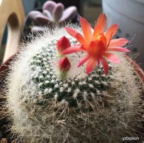 泥炭土養花缺點(diǎn)