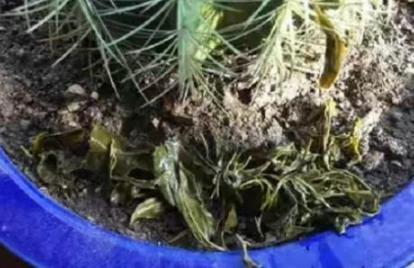 茶水是不是養花的