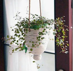 塑料花瓶可以養花嗎