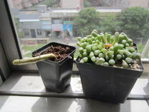 養花不帶刺