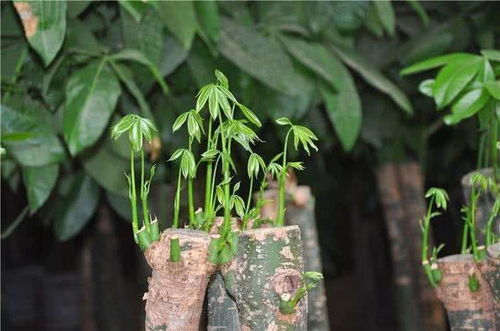 為什么養花用的復合肥那么貴