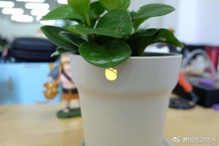 靜態(tài)懶人神器怎么養養花