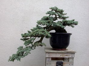 盆景制作家庭養花