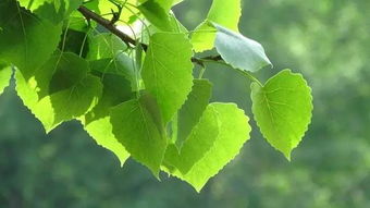 碎紙屑能養花嗎