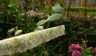 養花的插遷方法