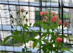 養花日記7天