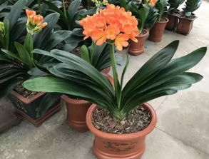 養花套袋怎么處理