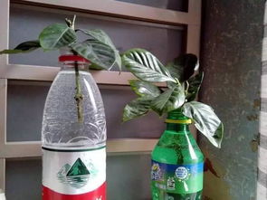 雪碧養花需要把氣搖掉嗎