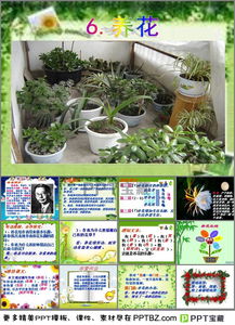 八級雙語(yǔ)班養花漢語(yǔ)課件