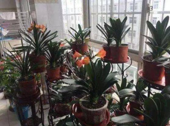 全部柳樹(shù)皮養花