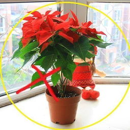 養花會(huì )不會(huì )引起頭暈
