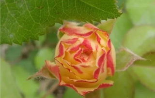 養花達人唯美句子