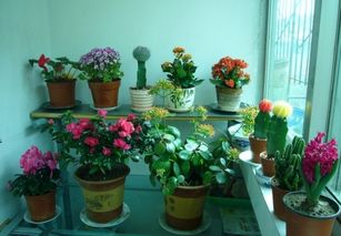 家庭養花大全
