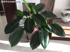 養花這篇文章的作者是一個(gè)怎樣的人