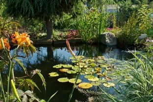 池子養魚(yú)上面養花