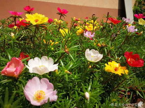 陪孩子養花心得體會(huì )