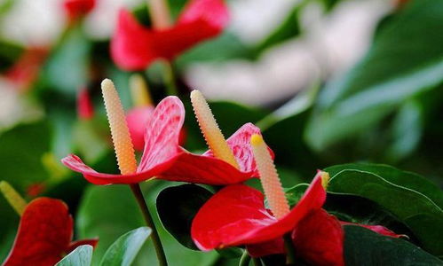 養花的關(guān)鍵句是什么