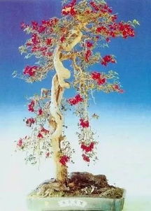 一級養花感想