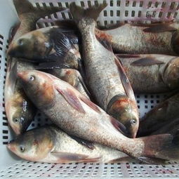 黃河花鰱與家養花鰱區別