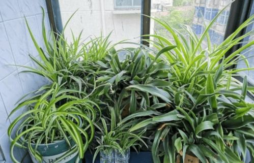 養花土壤過(guò)濕處理