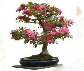 水養花定值藍多少錢(qián)一個(gè)