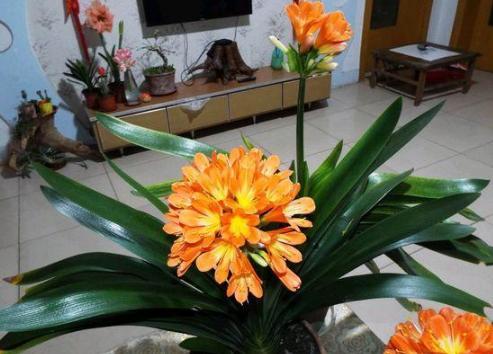 水中養花如何促進(jìn)根部生長(cháng)