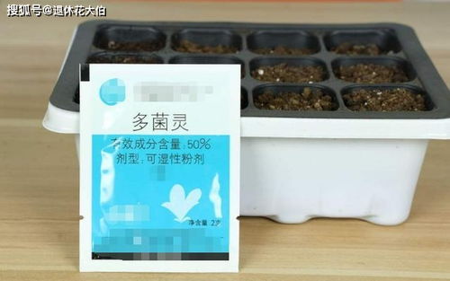 養花花土了有小蟲(chóng)子怎樣處理