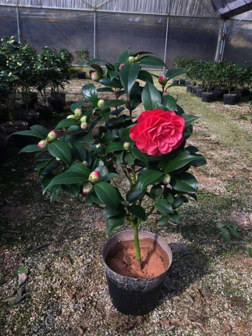 花園陽(yáng)光不好怎樣養花