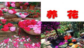 語(yǔ)文書(shū)養花的詞語(yǔ)