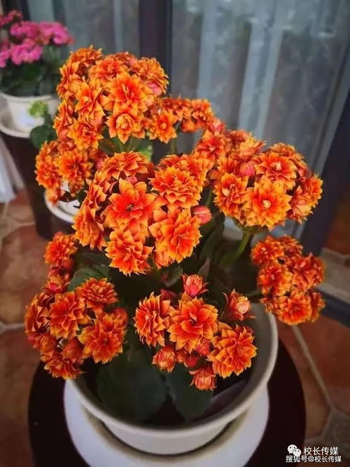 養花如養孩心得