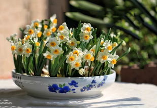 使養花用自來(lái)水澆花可以嗎