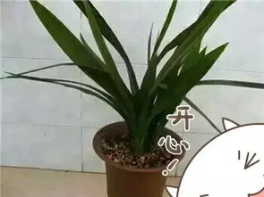 養花萬(wàn)能土怎么配