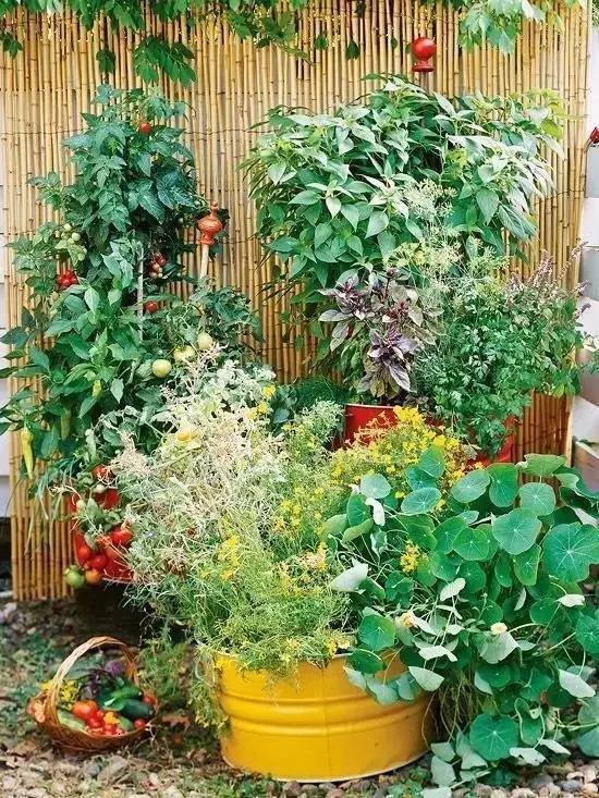 自家庭院養花