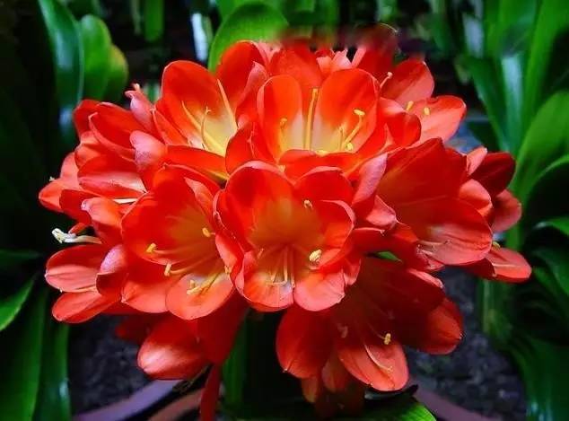 家庭養花的花名稱(chēng)