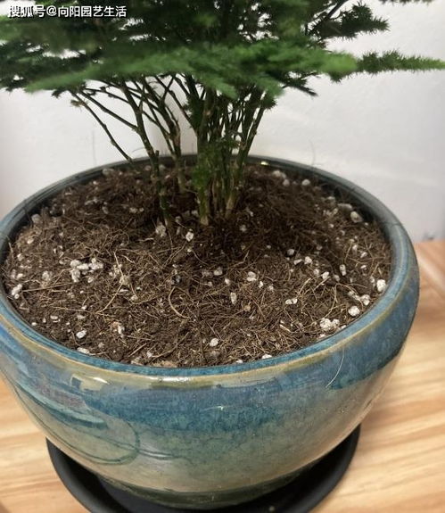 營(yíng)養花土的價(jià)格