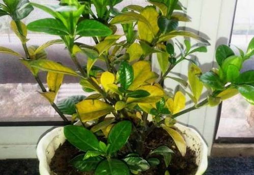 養花的變化過(guò)程