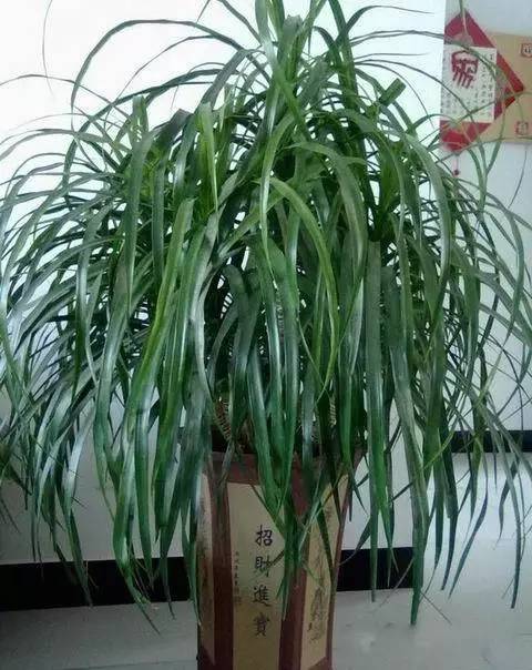 養花需要澆什么水才有營(yíng)養