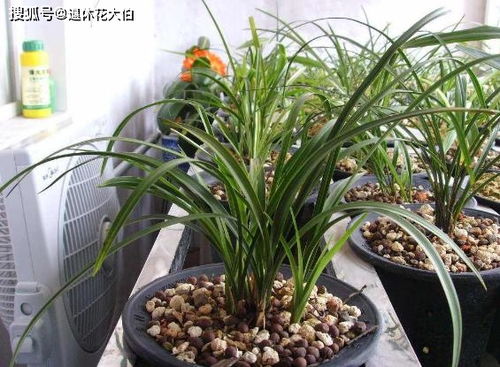 好用的養花用珍珠巖