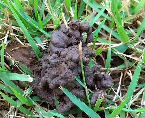 哪種蚯蚓的屎養花好