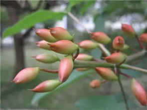 我是一個(gè)養花迷