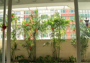 家陽(yáng)臺養花博客