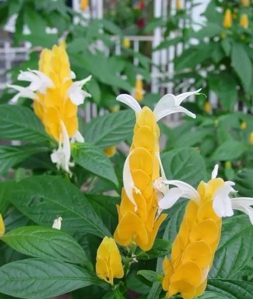 養花磷酸二氫鉀使用方法