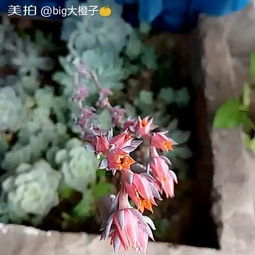 愛(ài)養花的小小陸陸