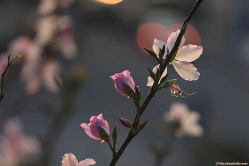 象征財富親情的家養花
